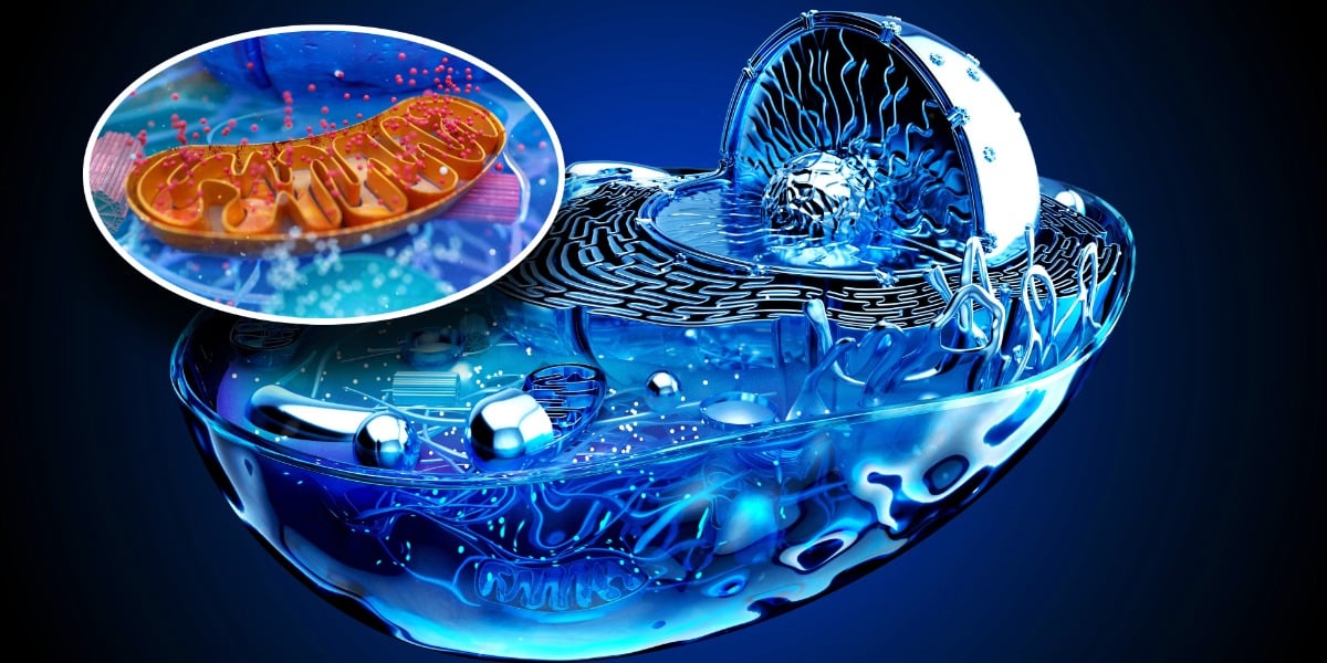 3D illustration of the biological cell and the mitochondria
