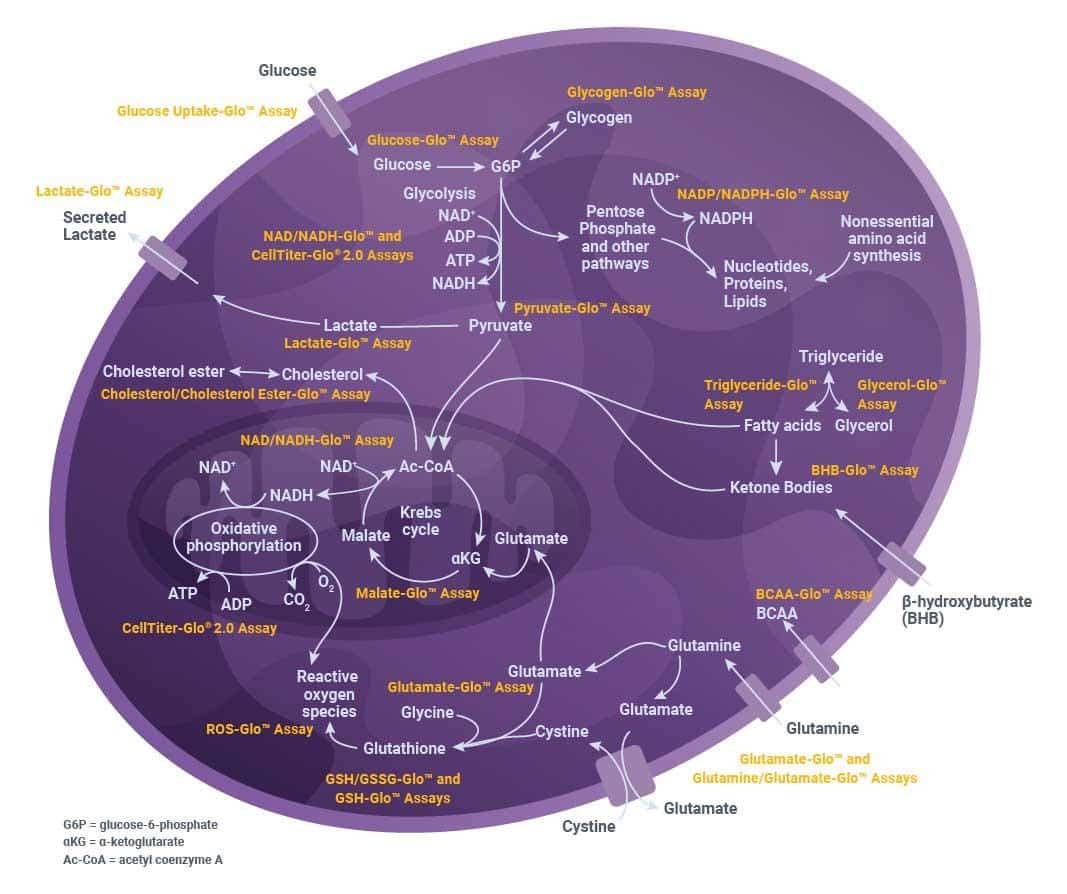 Interpreting Cellular Metabolism Assays: How Metabolic Crossroads Reveal What Cells Are Really Doing