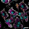 Illuminating Nanomaterial–Cell Interactions by Confocal Microscopy
