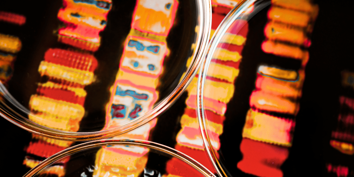 Close up of DNA gel ladder