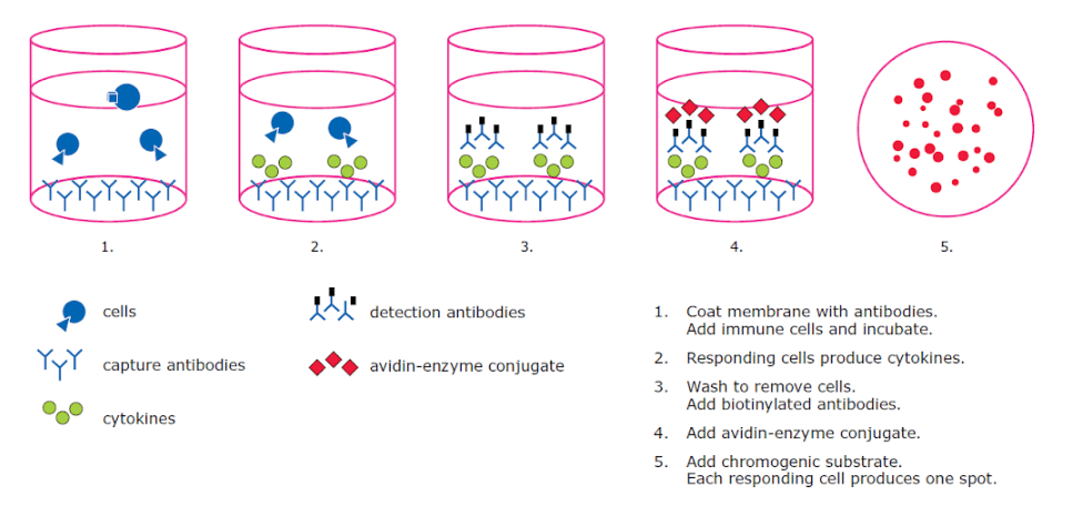 How to Choose Filter Plates for Automated Cell-based Assays: Biological and Hardware Considerations 