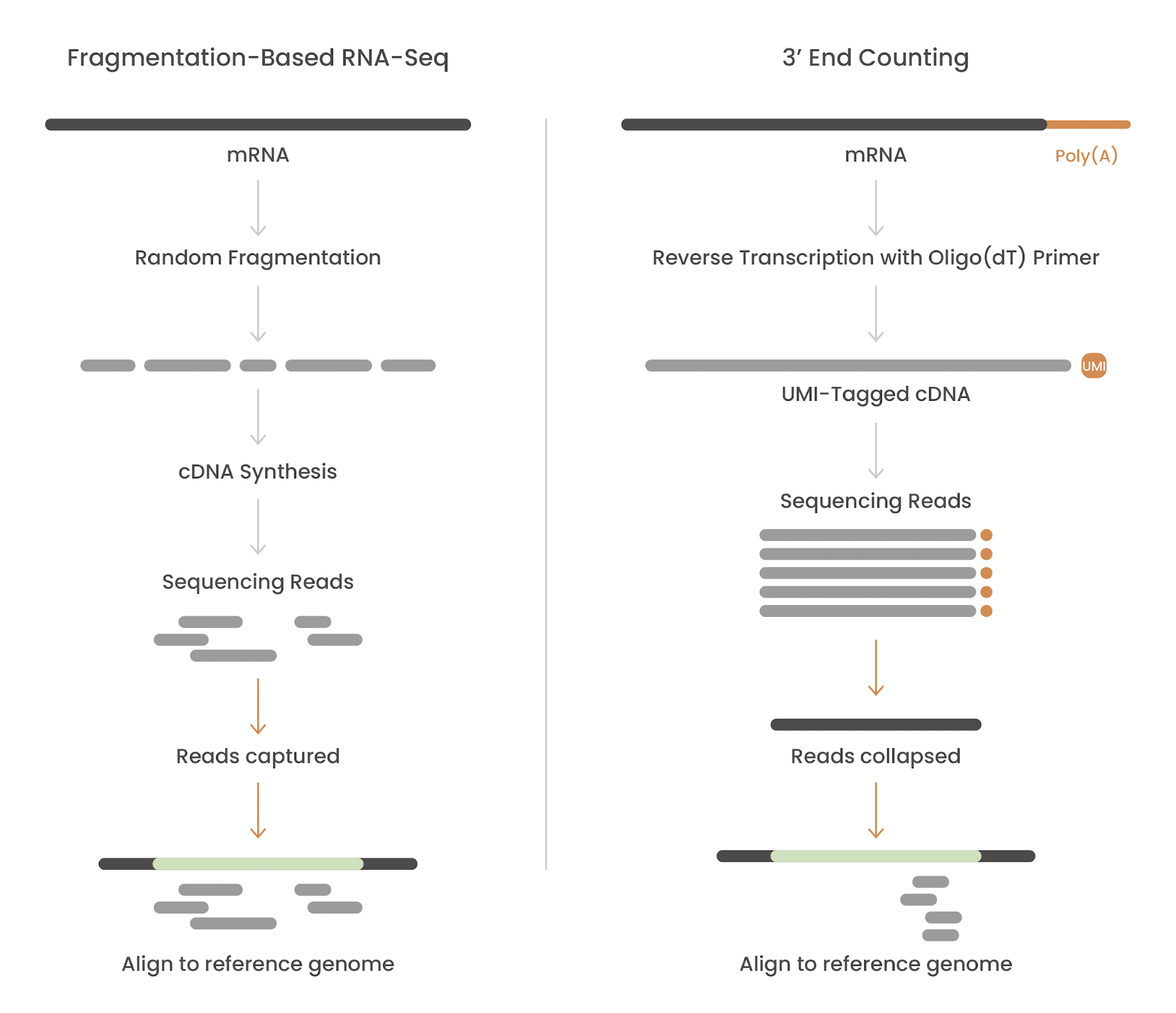 qPCR or RNA-seq for DGE studies: How 3’ end counting eliminates the compromise between speed and scale 