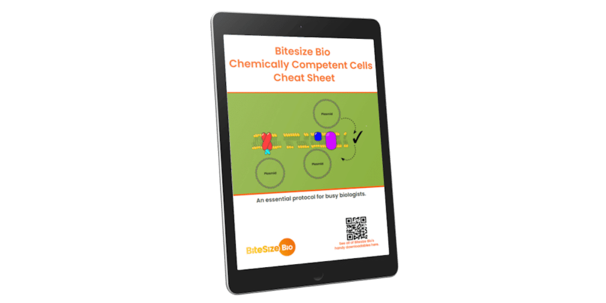 Chemically Competent Cells Protocol