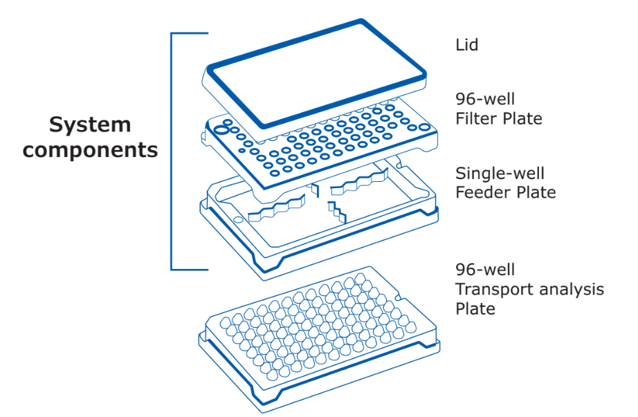 MDCK Monolayer Integrity: How to Validate Your Barrier Before Transport Assays