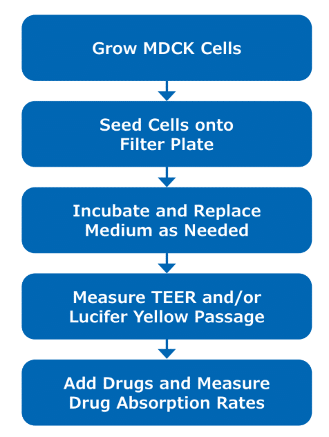 MDCK Monolayer Integrity: How to Validate Your Barrier Before Transport Assays