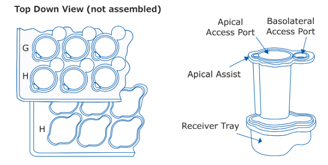 MDCK Monolayer Integrity: How to Validate Your Barrier Before Transport Assays