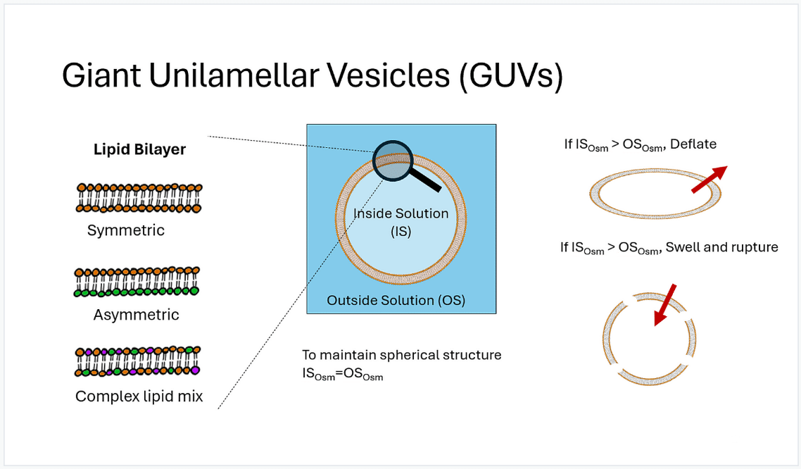 How to Choose a Methodology for Making Giant Unilamellar Vesicles (GUVs)