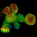 See the Hidden at EMBL Imaging Centre: Fast and Gentle 3D Imaging Powered by Adv