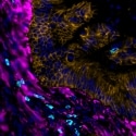 Decoding Tissue Complexity with High-Dimensional Spatial Biology Pipelines