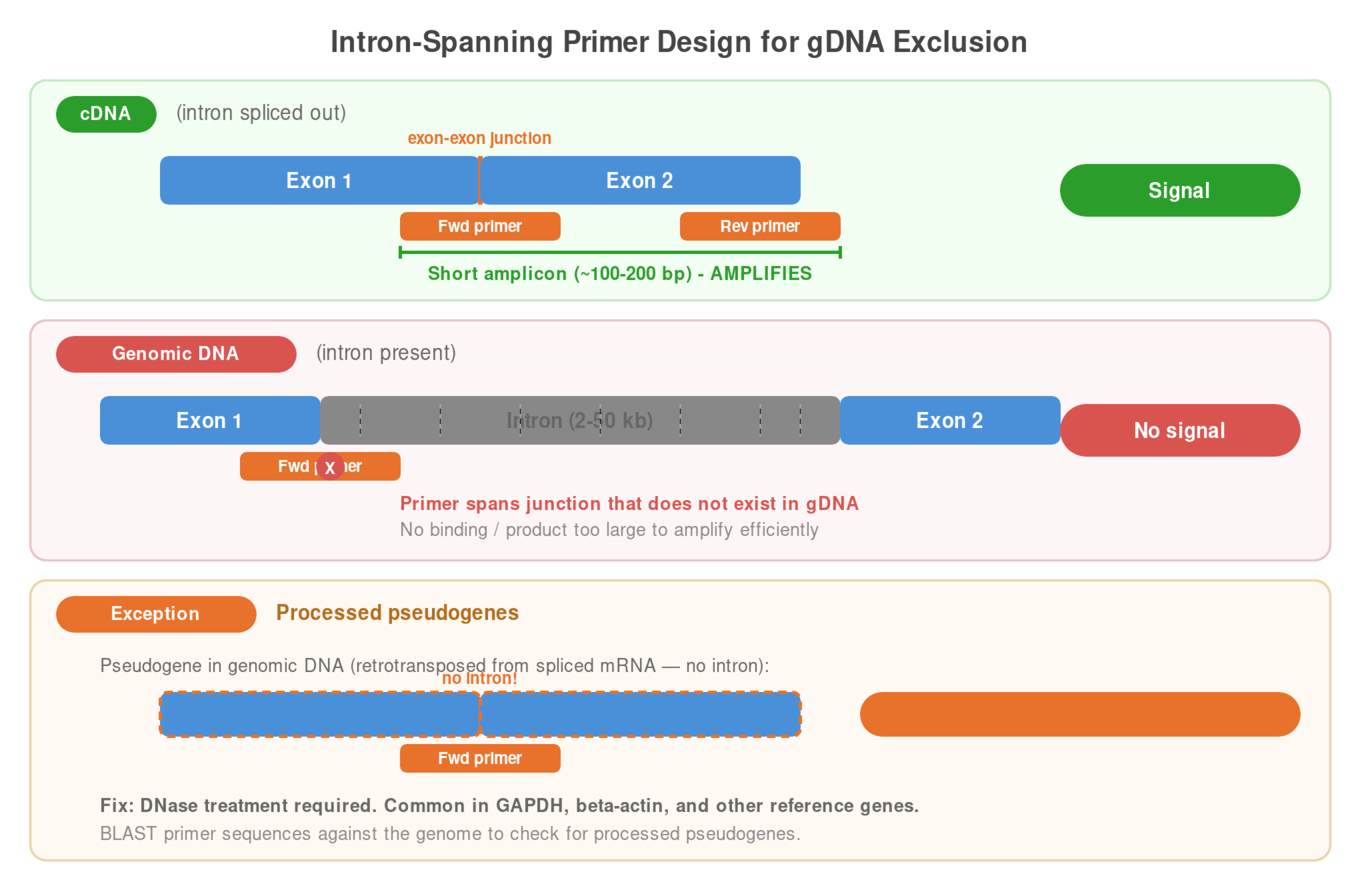 Intron-spanning primer design for gDNA exclusion — primers spanning exon-exon junction amplify cDNA but not genomic DNA, with pseudogene exception