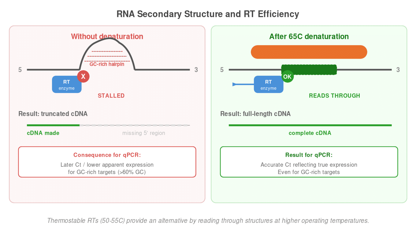RNA secondary structure stalling reverse transcriptase — hairpin blocks enzyme producing truncated cDNA, 65°C denaturation melts the structure for full-length synthesis