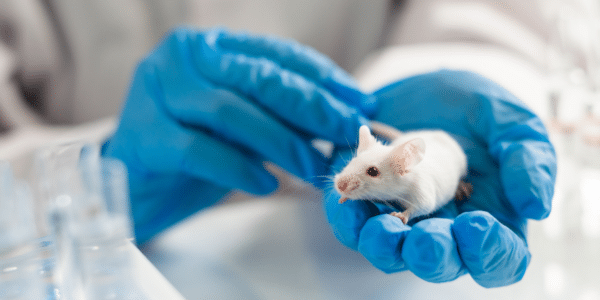 Person holding a white laboratory mouse