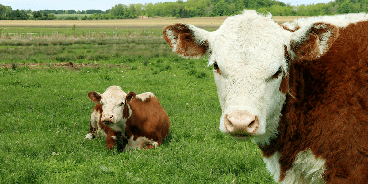 Two cows in a grassy field
