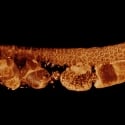 Capturing Fast Biological Dynamics in Real Time with Viventis SCAPE