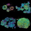 Making 3D Live Imaging Practical and Scalable with Viventis SCAPE