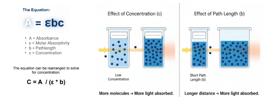 Why UV-Vis and Fluorescence Can Give You Different Concentration Values 