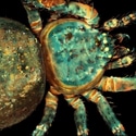 The Versatility of Advanced Confocal Microscopy for Complex Biological Samples