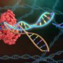 Image of CRISPR-Cas complex targeting DNA with gRNA