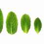 An image of different sized leaves to depict kit-free midiprep.